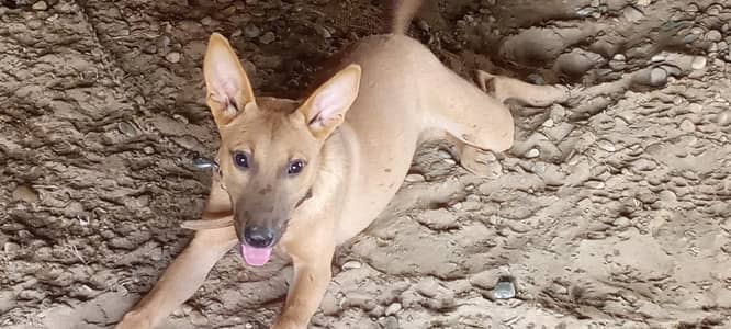 5Months Female Bully Dog For Sale-Healthy&Active
