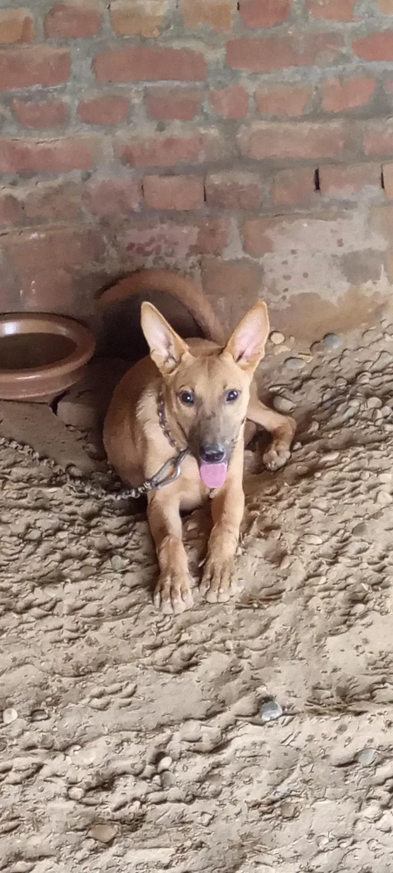 5Months Female Bully Dog For Sale-Healthy&Active — photo 2