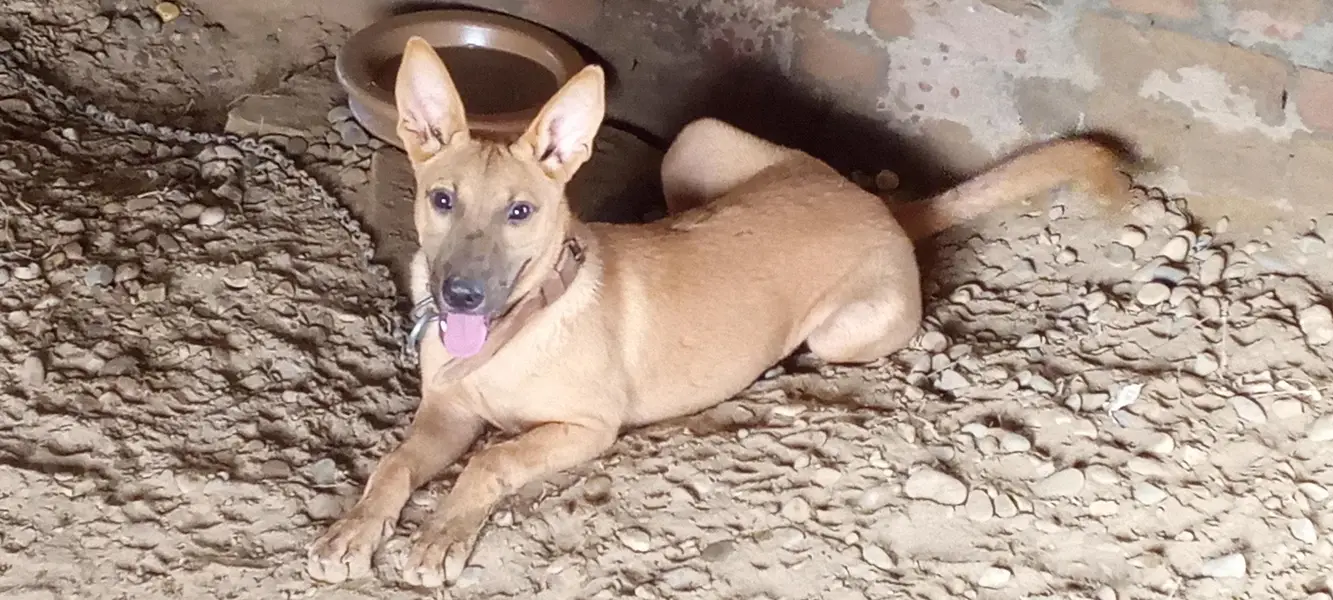 5Months Female Bully Dog For Sale-Healthy&Active — photo 3