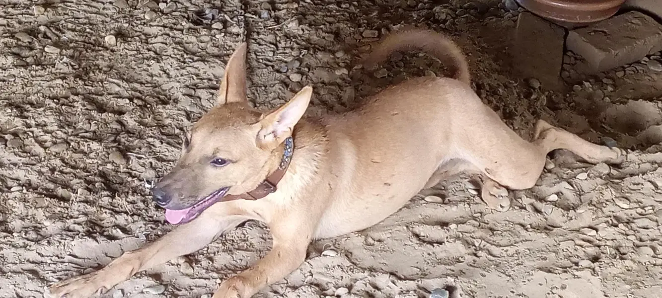 5Months Female Bully Dog For Sale-Healthy&Active — photo 4