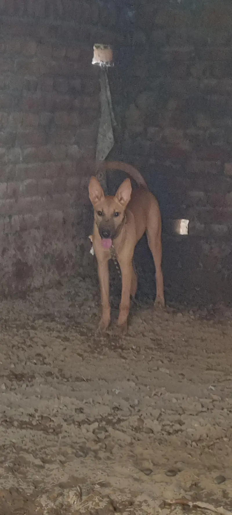 5Months Female Bully Dog For Sale-Healthy&Active — photo 5