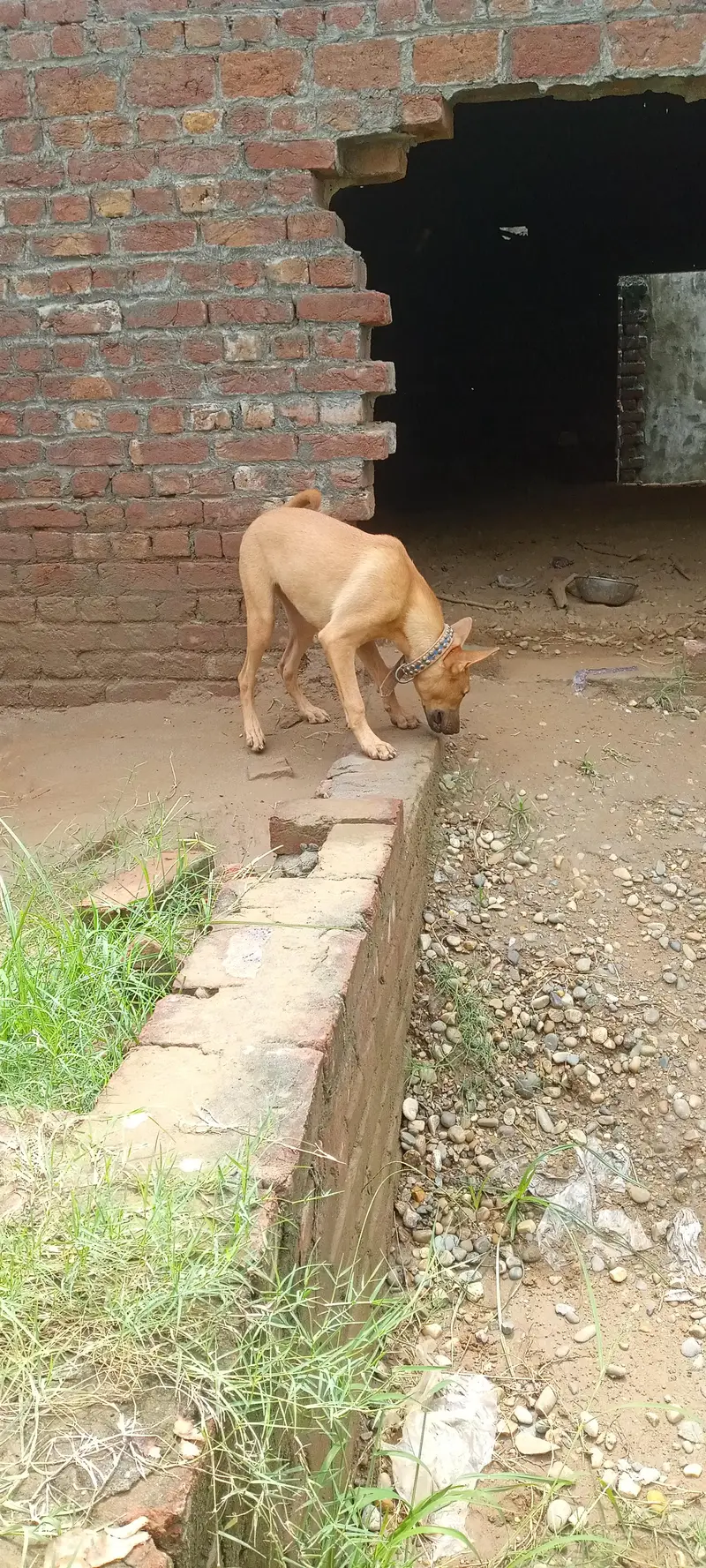 5Months Female Bully Dog For Sale-Healthy&Active — photo 6