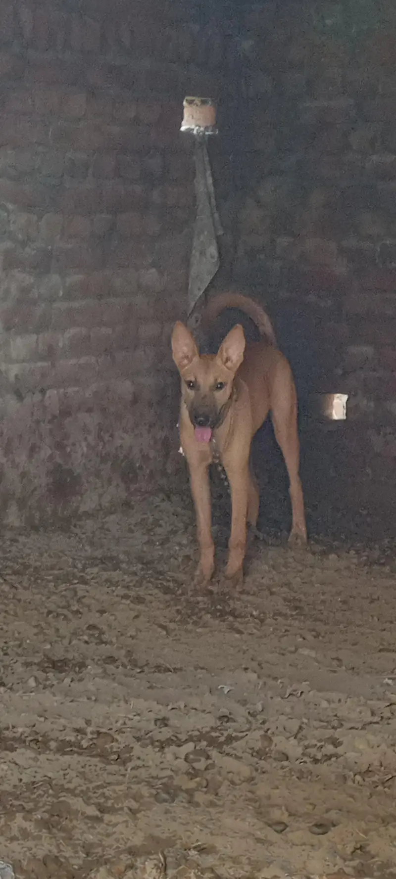 5Months Female Bully Dog For Sale-Healthy&Active — photo 7