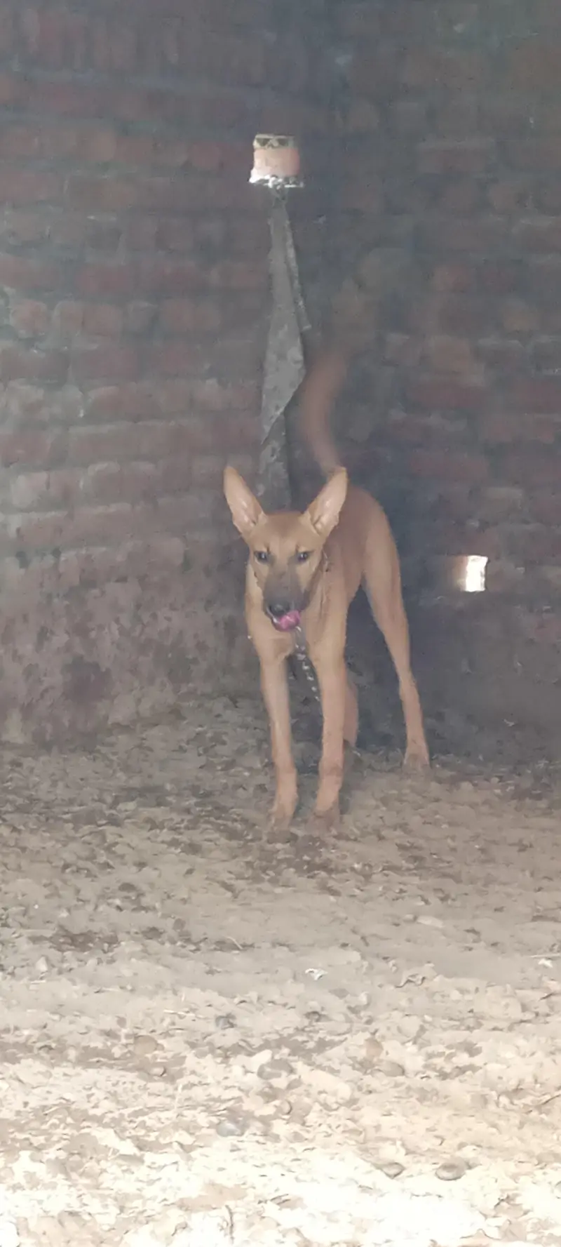 5Months Female Bully Dog For Sale-Healthy&Active — photo 8