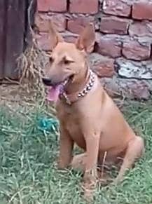 5Months Female Bully Dog For Sale-Healthy&Active