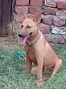 5Months Female Bully Dog For Sale-Healthy&Active — photo 9