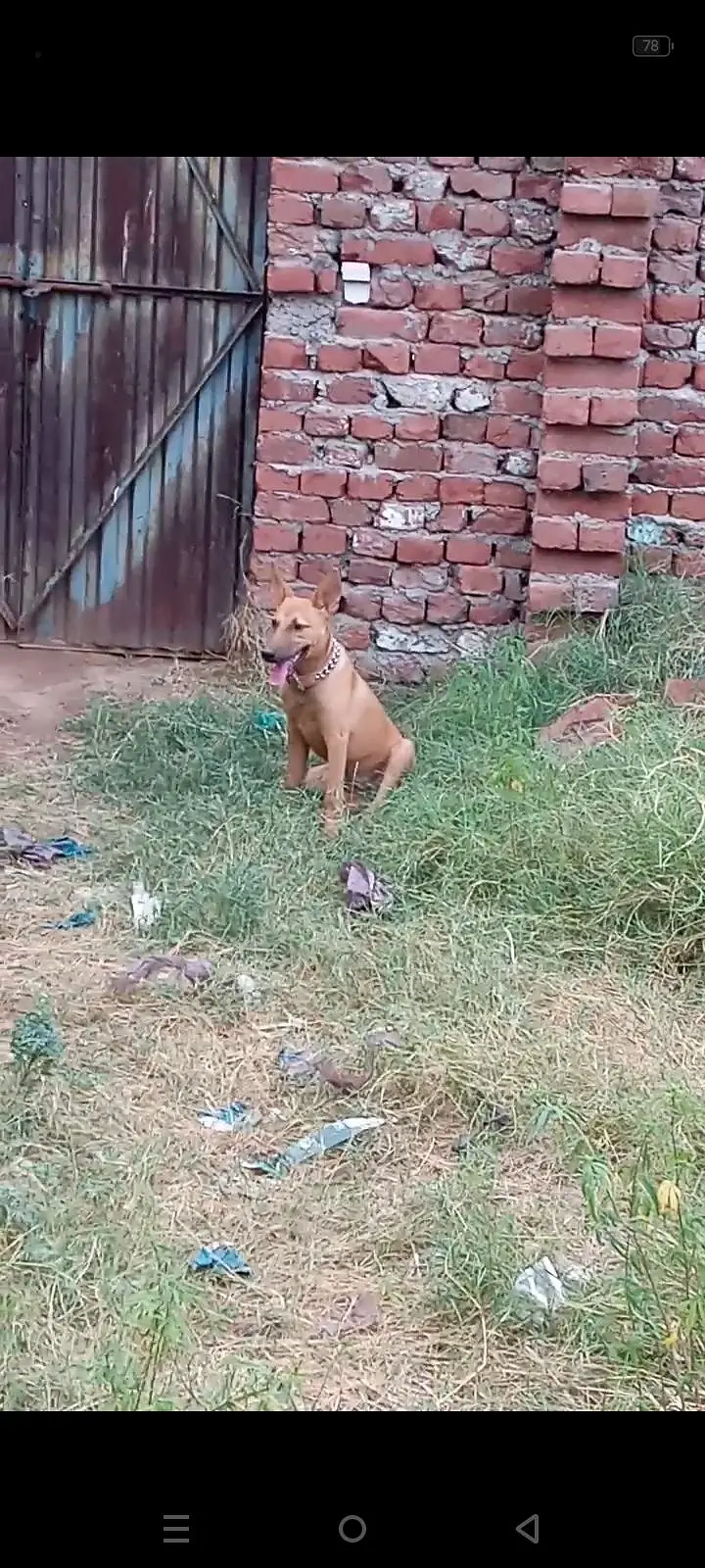 5Months Female Bully Dog For Sale-Healthy&Active — photo 10