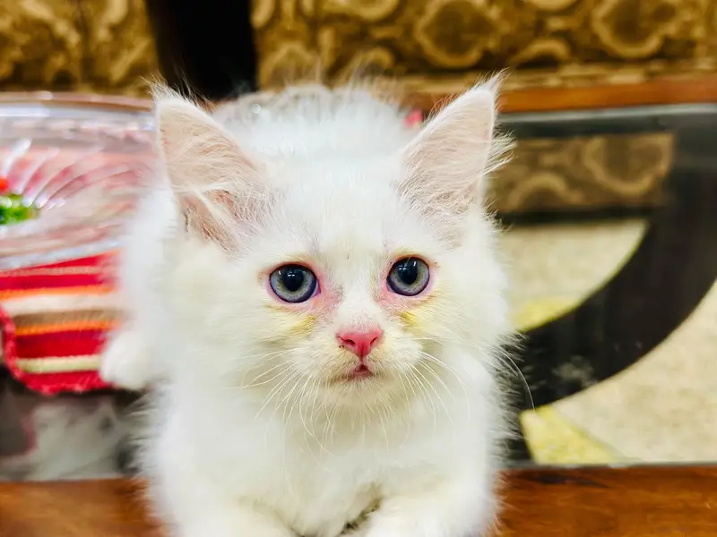 Playful & health Persian kitten — photo 2