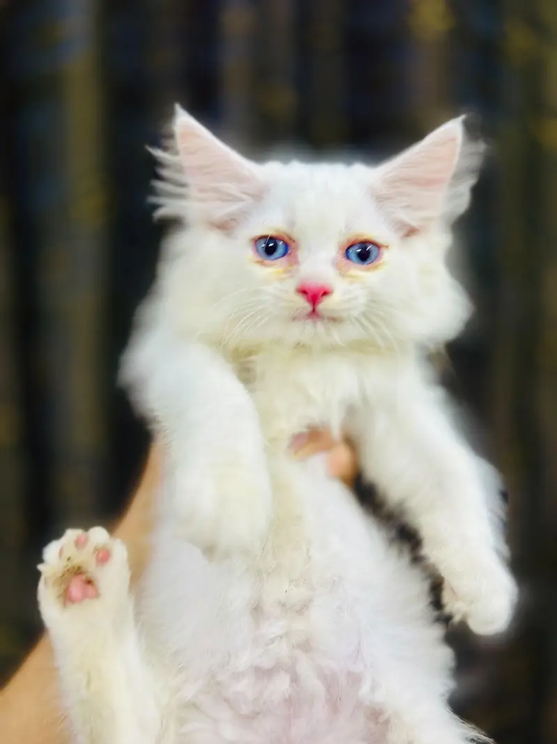 Playful & health Persian kitten — photo 3