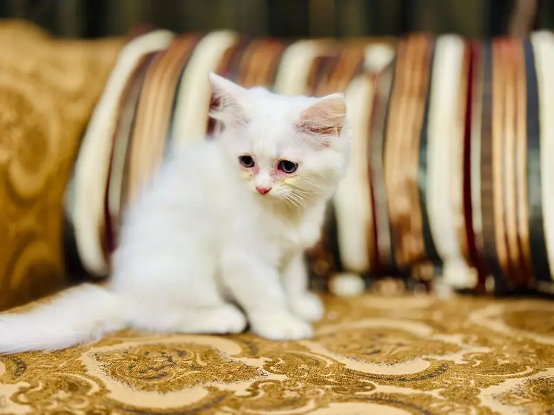 Playful & health Persian kitten — photo 4