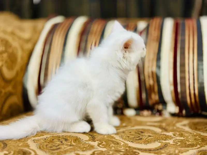 Playful & health Persian kitten — photo 5