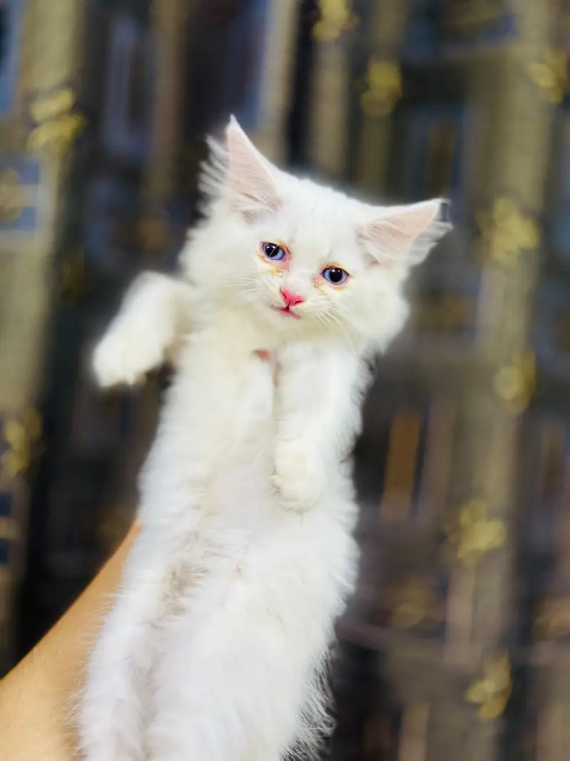 Playful & health Persian kitten — photo 6