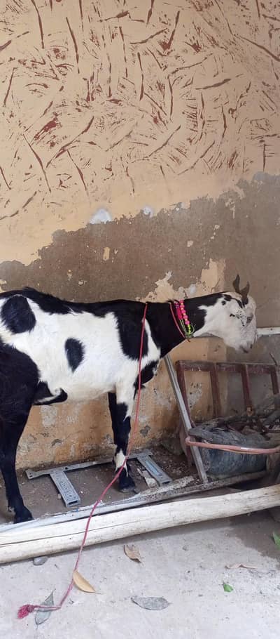 tapri bakri 1 kg milk urgent sale ghaban h 2 month ki