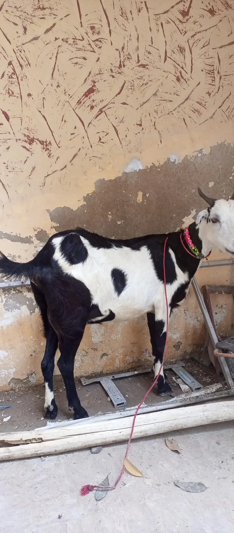 tapri bakri 1 kg milk urgent sale ghaban h 2 month ki — photo 2