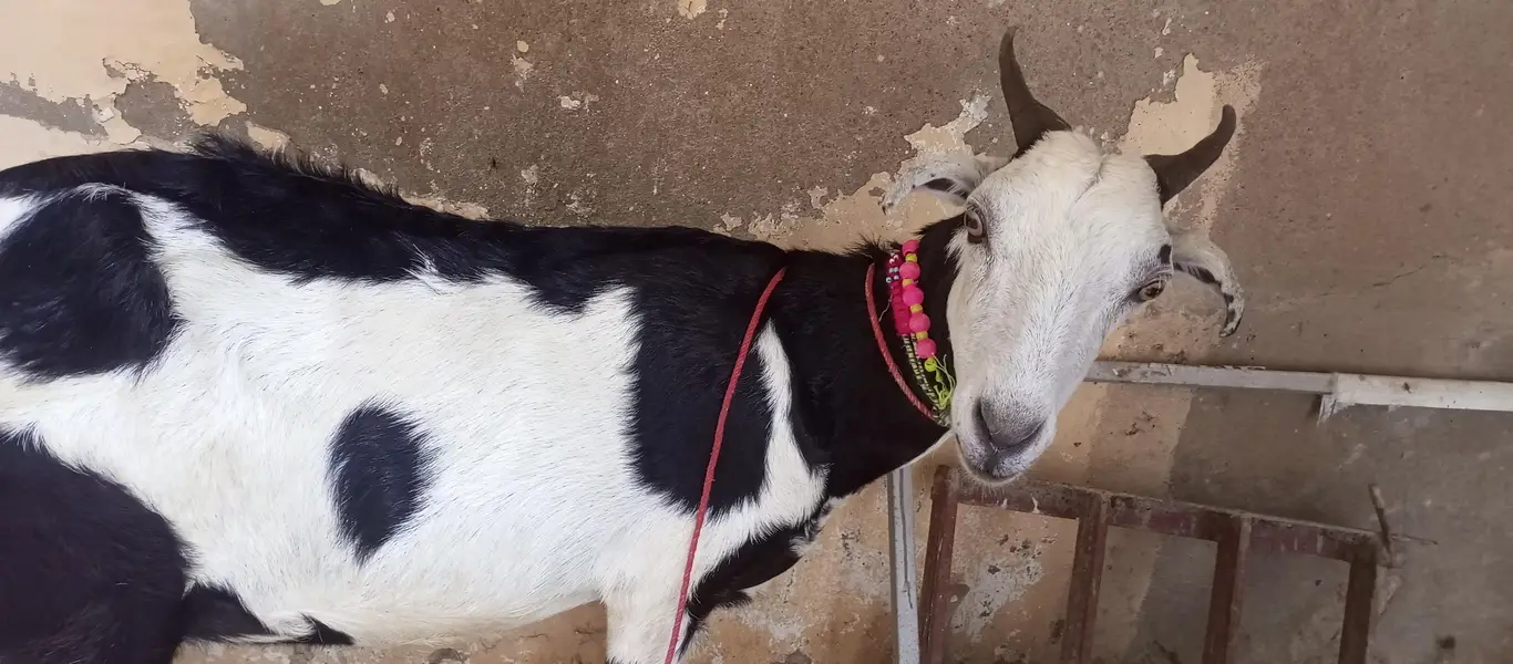 tapri bakri 1 kg milk urgent sale ghaban h 2 month ki — photo 3