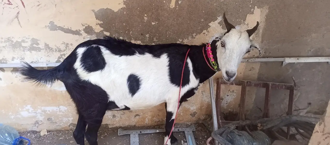tapri bakri 1 kg milk urgent sale ghaban h 2 month ki — photo 4