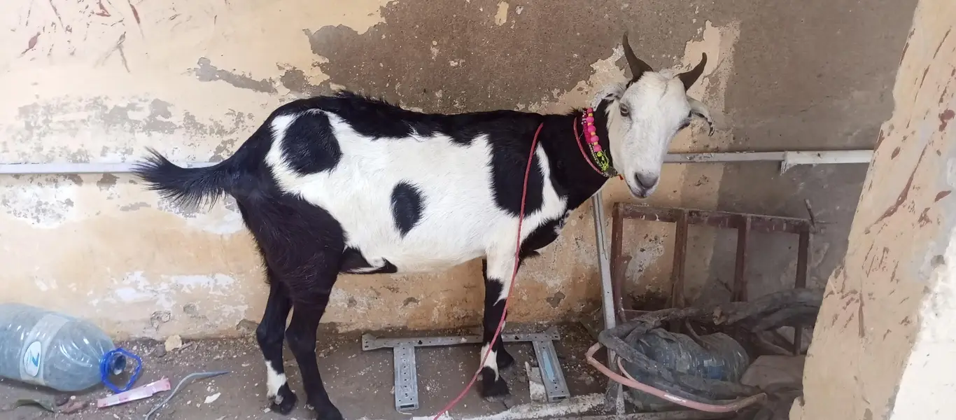 tapri bakri 1 kg milk urgent sale ghaban h 2 month ki — photo 5