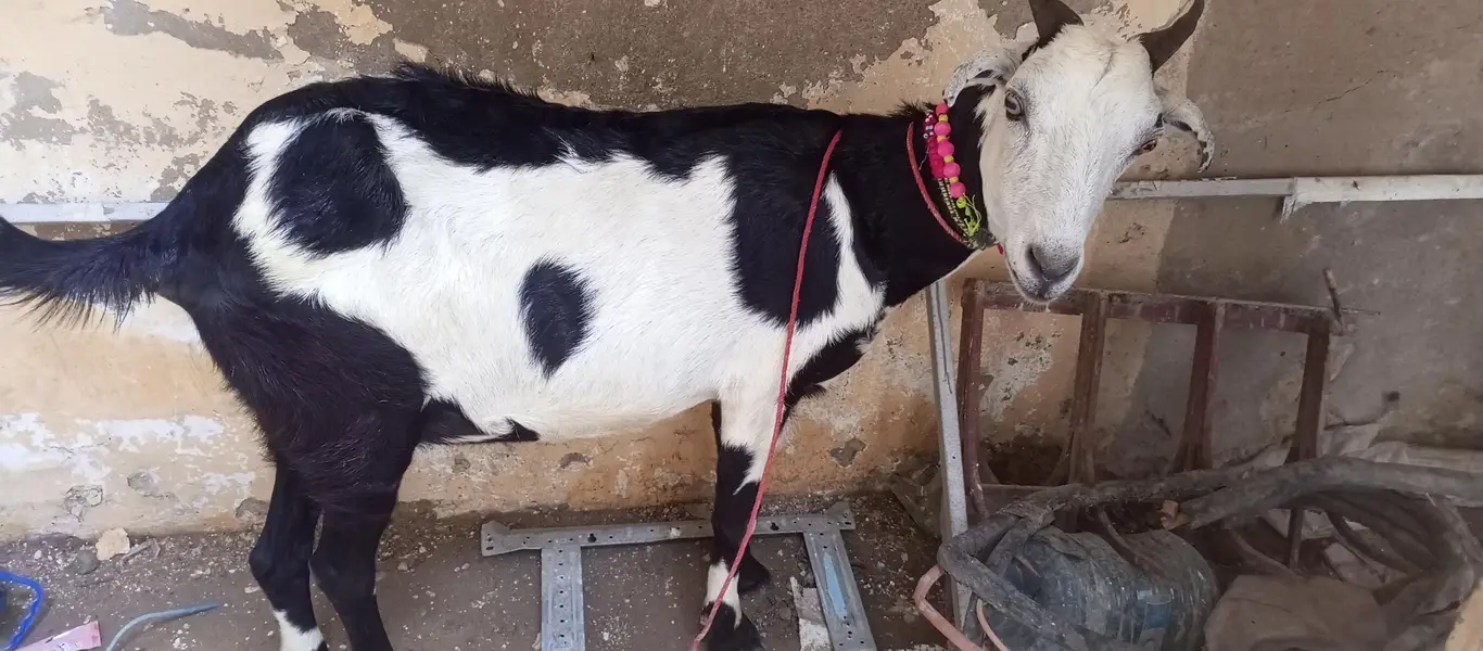 tapri bakri 1 kg milk urgent sale ghaban h 2 month ki — photo 6