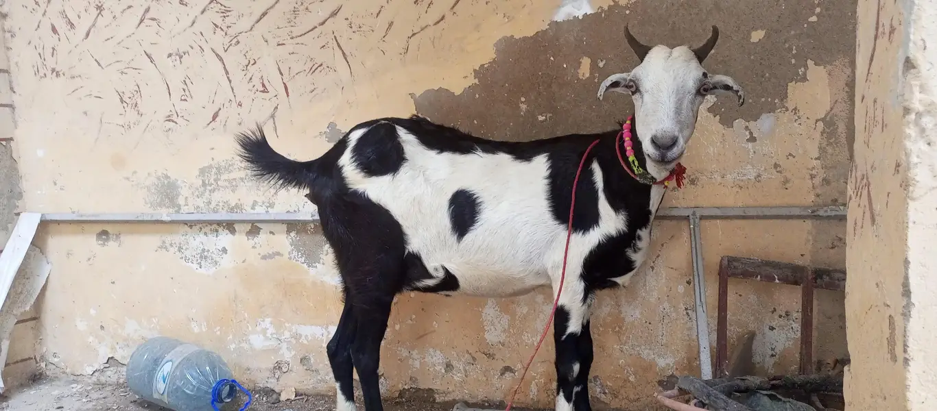 tapri bakri 1 kg milk urgent sale ghaban h 2 month ki — photo 7