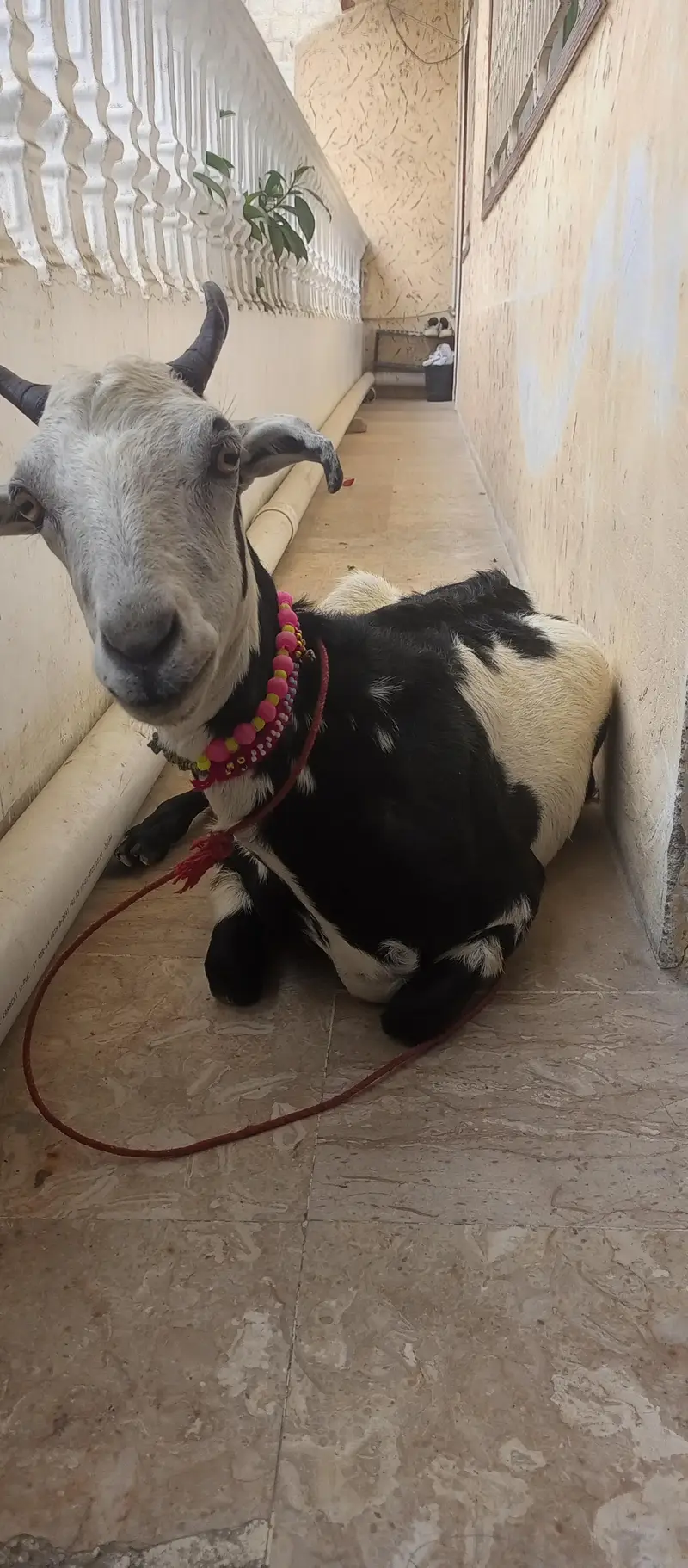 tapri bakri 1 kg milk urgent sale ghaban h 2 month ki — photo 8