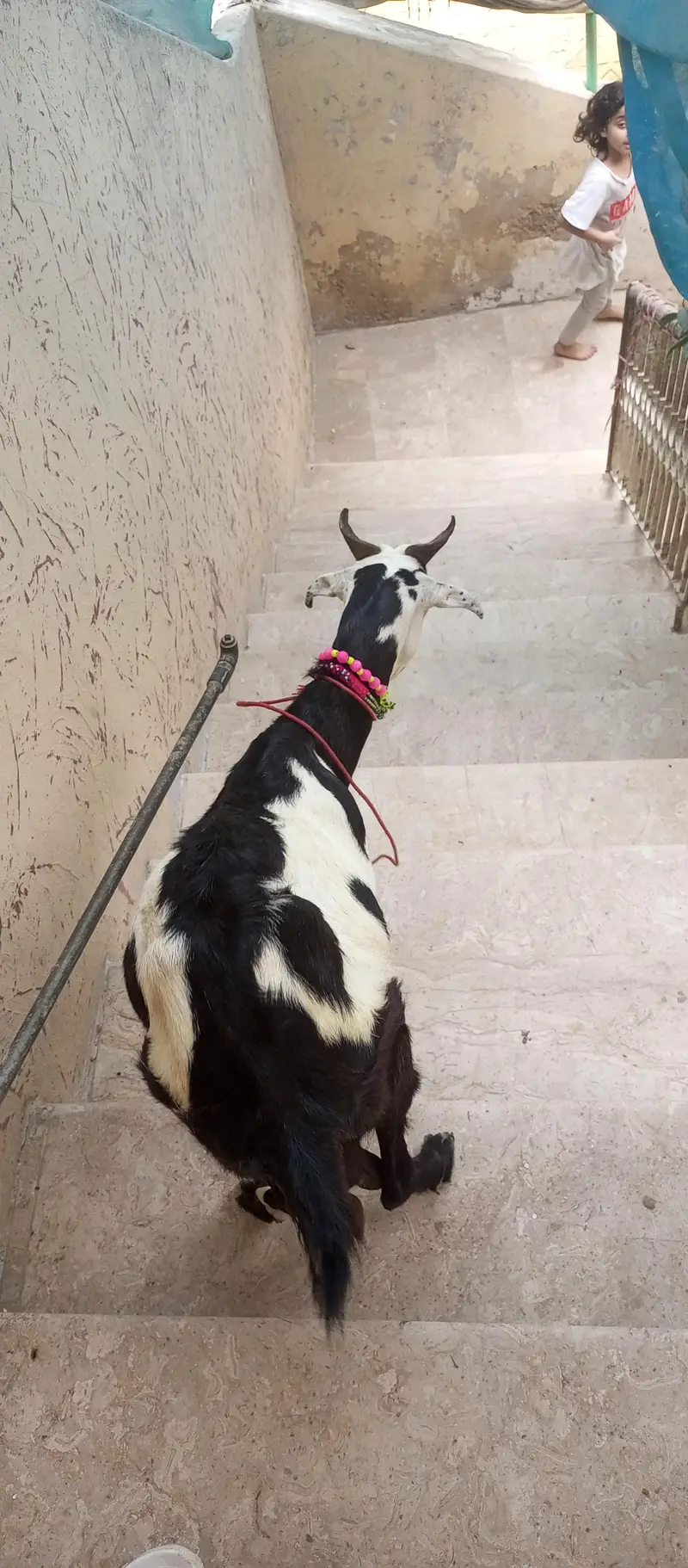 tapri bakri 1 kg milk urgent sale ghaban h 2 month ki — photo 9