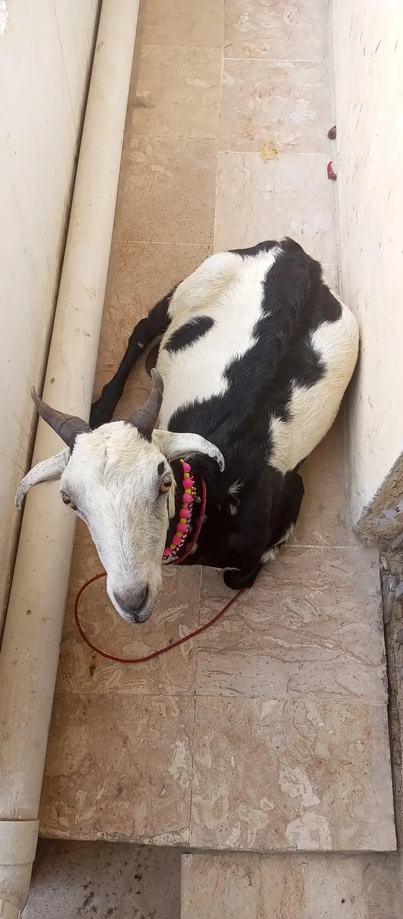 tapri bakri 1 kg milk urgent sale ghaban h 2 month ki — photo 10