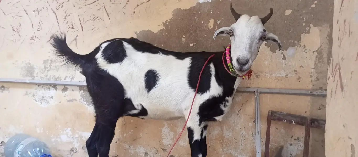 tapri bakri 1 kg milk urgent sale ghaban h 2 month ki — photo 11
