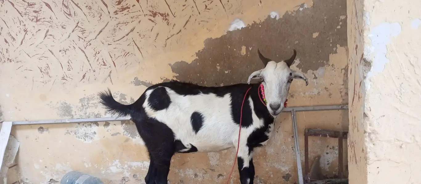tapri bakri 1 kg milk urgent sale ghaban h 2 month ki — photo 12