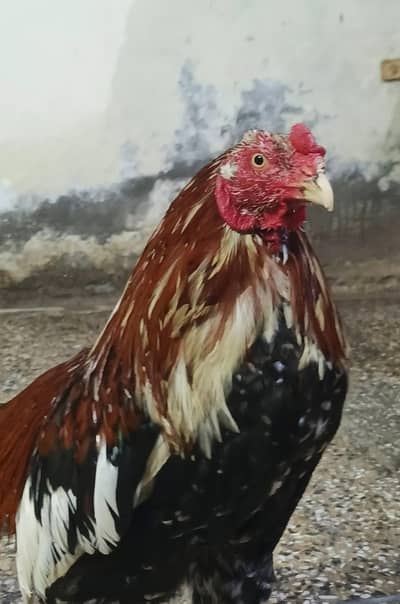 Maiwali Kokar  For Sale | Pure Aseel | Hen
