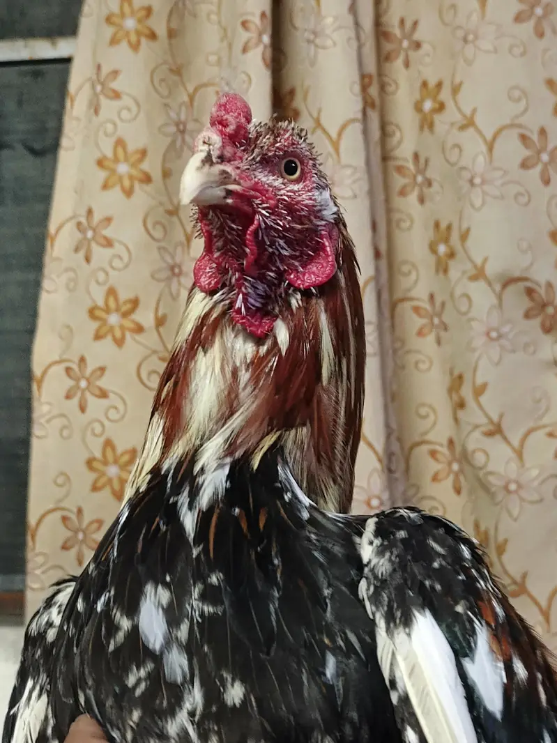 Maiwali Kokar  For Sale | Pure Aseel | Hen — photo 2
