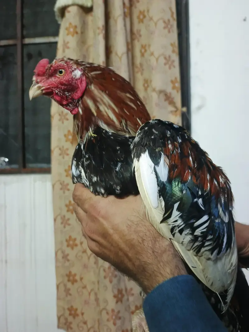 Maiwali Kokar  For Sale | Pure Aseel | Hen — photo 3