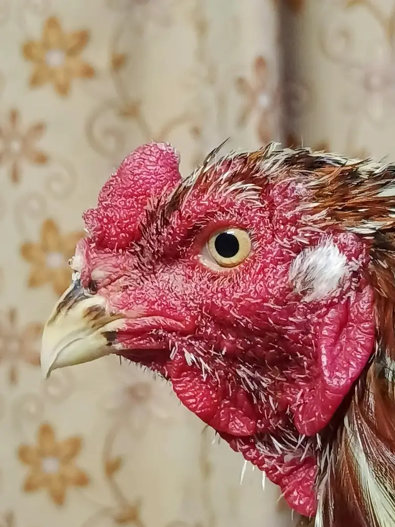 Maiwali Kokar  For Sale | Pure Aseel | Hen — photo 4