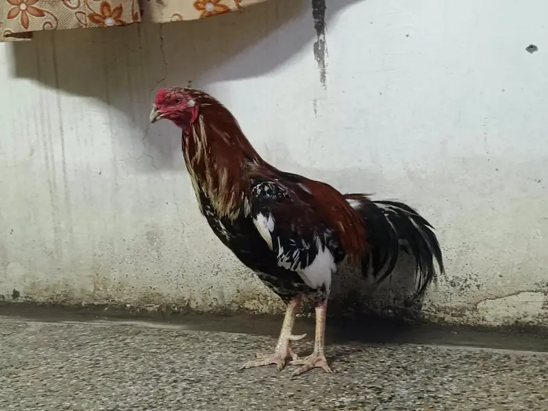 Maiwali Kokar  For Sale | Pure Aseel | Hen — photo 5
