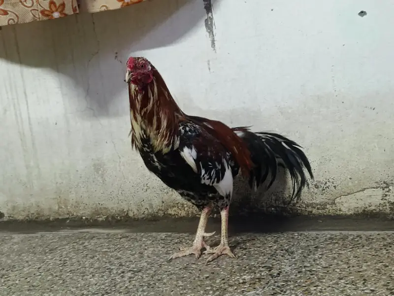 Maiwali Kokar  For Sale | Pure Aseel | Hen — photo 6
