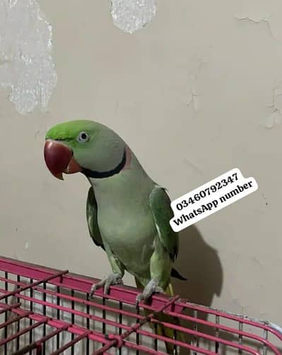 Raw parrot voice train age 12 month