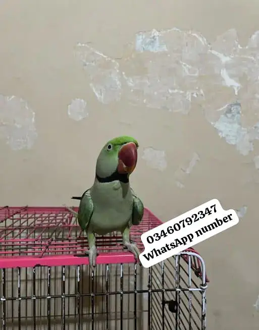 Raw parrot voice train age 12 month — photo 2