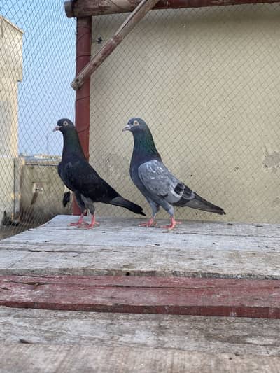 Neela Kala Saibay Wala Pair For Sale
