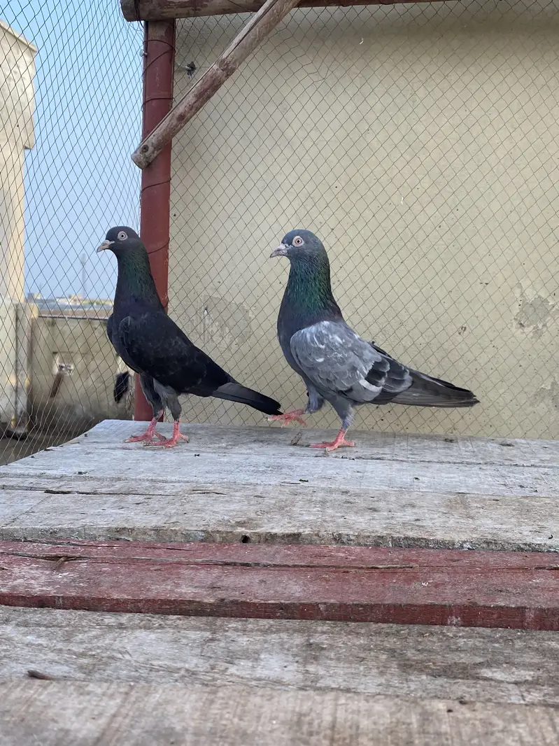 Neela Kala Saibay Wala Pair For Sale — photo 2