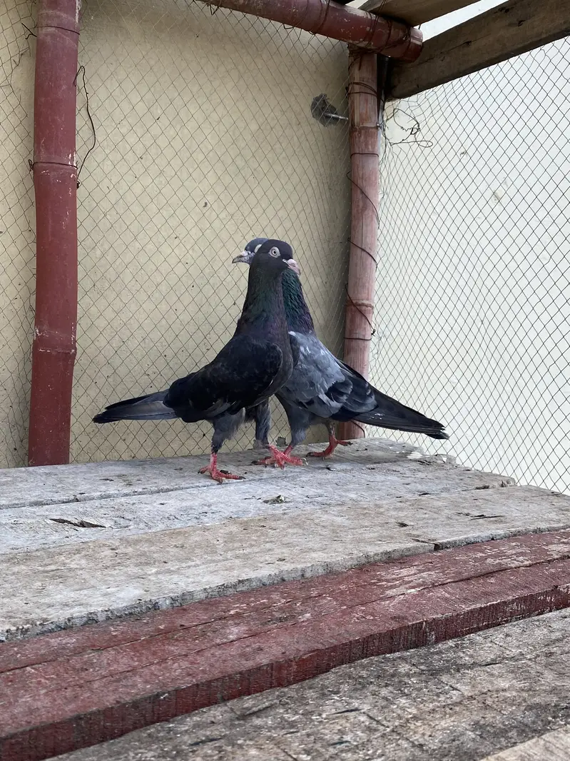 Neela Kala Saibay Wala Pair For Sale — photo 3
