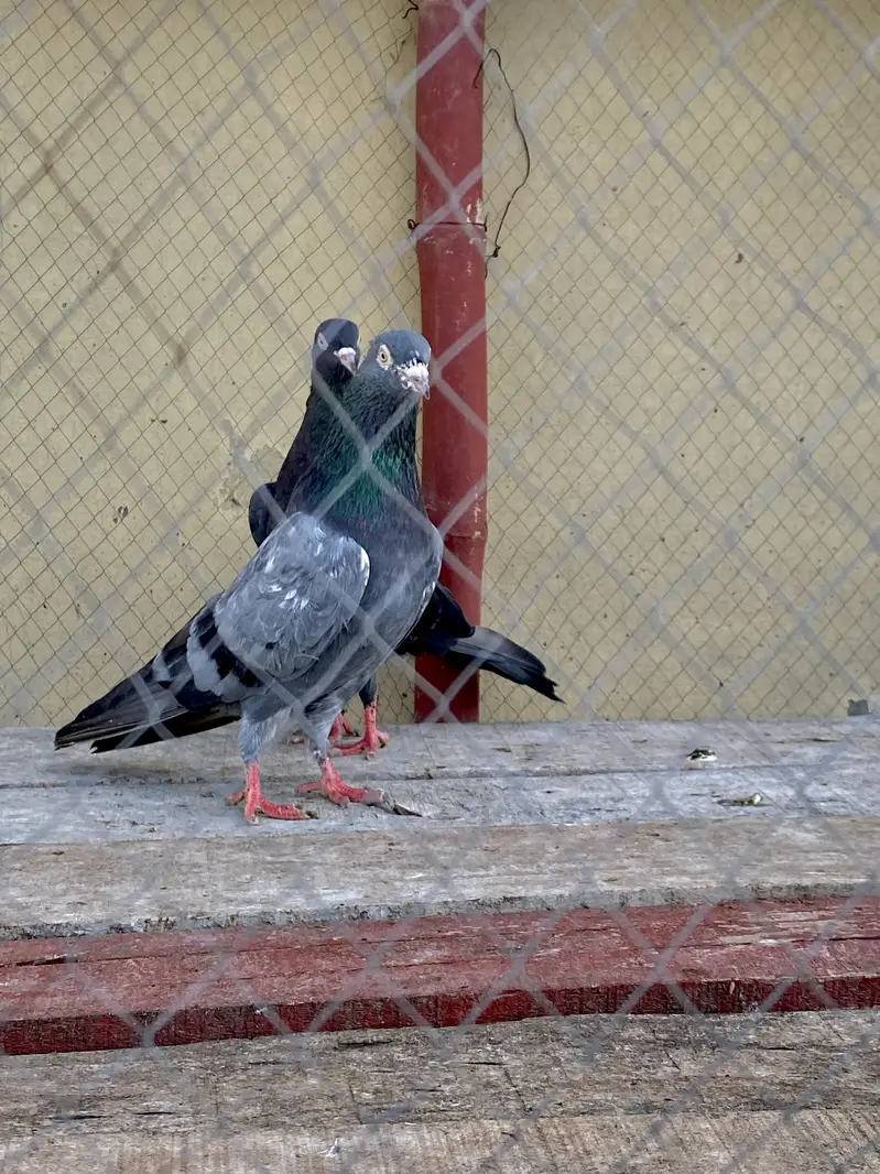 Neela Kala Saibay Wala Pair For Sale — photo 4