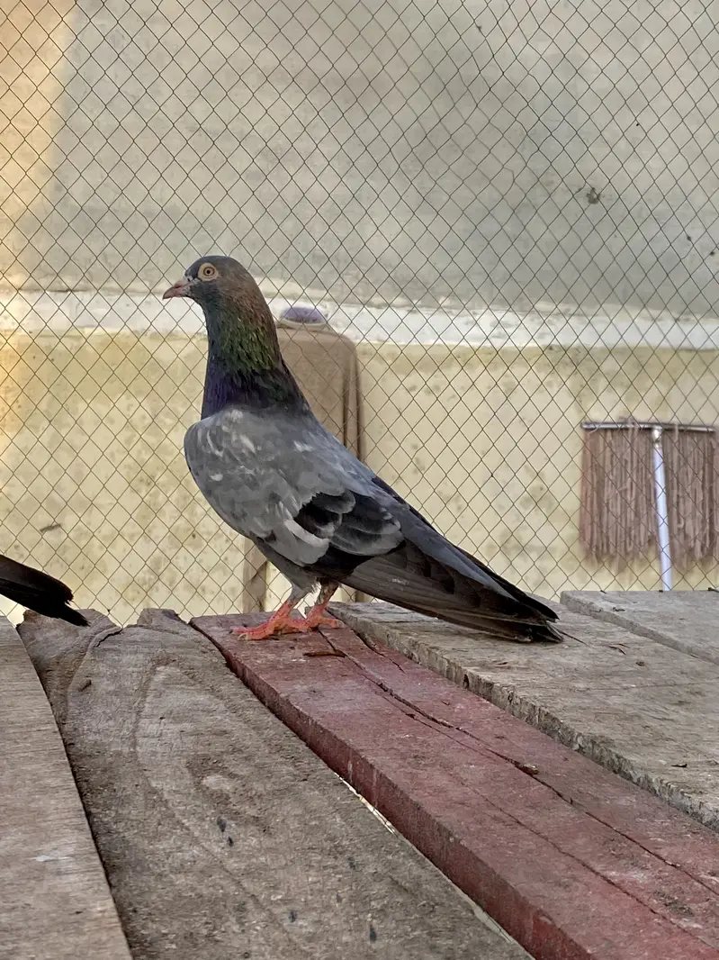 Neela Kala Saibay Wala Pair For Sale — photo 5