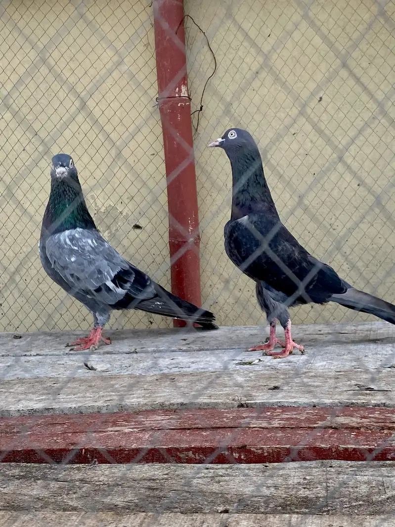 Neela Kala Saibay Wala Pair For Sale — photo 6