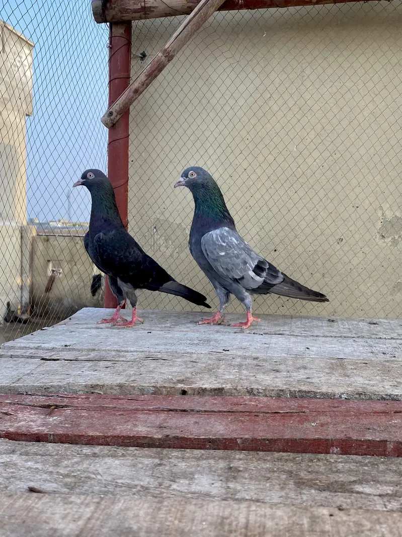 Neela Kala Saibay Wala Pair For Sale — photo 7