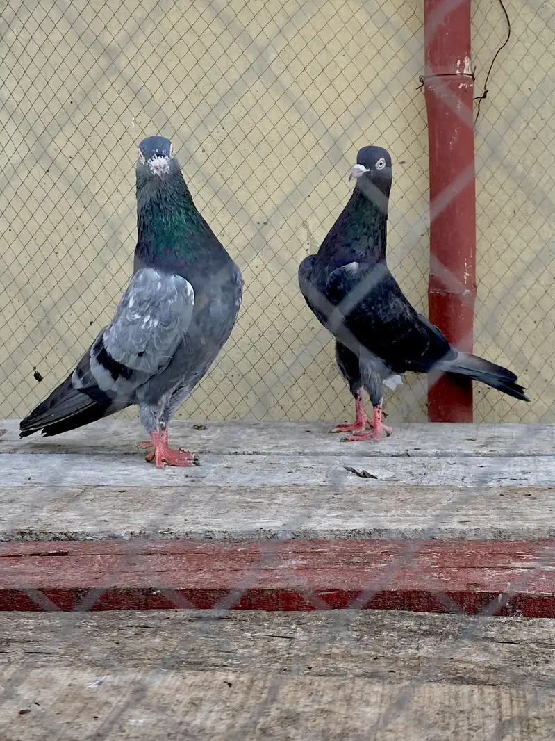 Neela Kala Saibay Wala Pair For Sale — photo 9