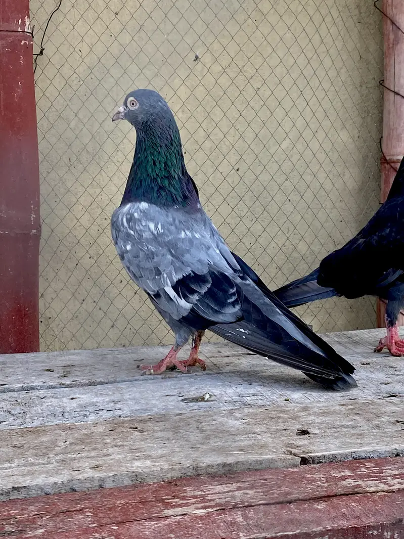 Neela Kala Saibay Wala Pair For Sale — photo 10