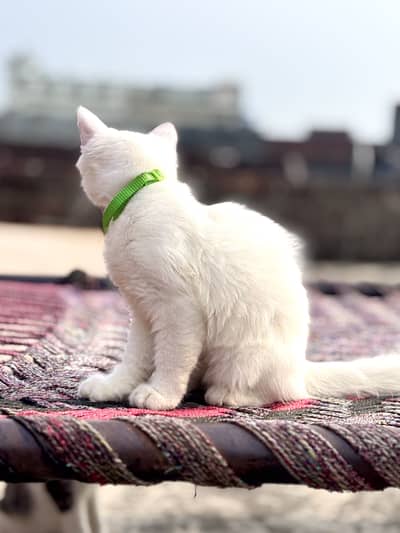Persian Pair. Male and Female.
