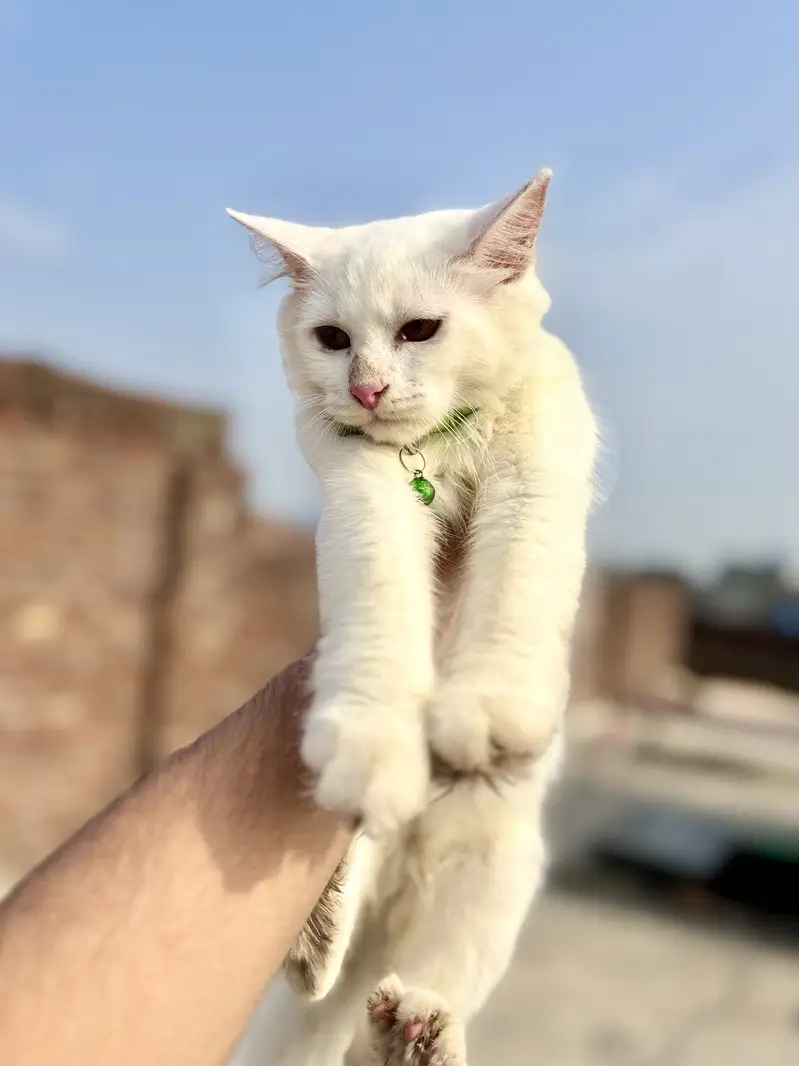 Persian Pair. Male and Female. — photo 2