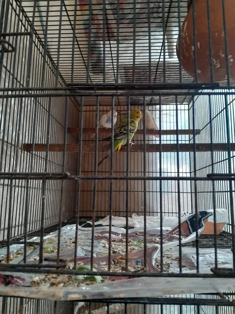 parrot cage — photo 2