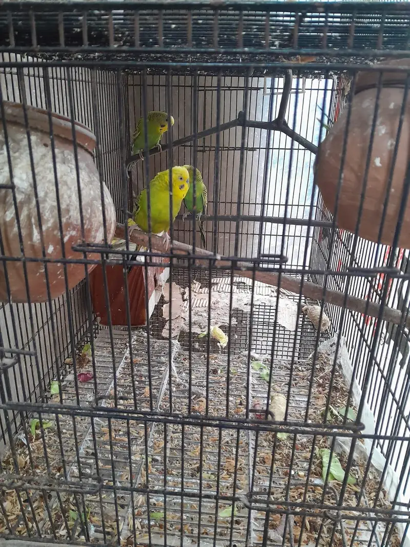 parrot cage — photo 3