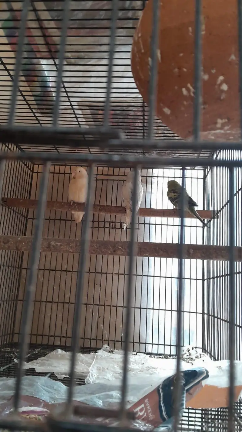 parrot cage — photo 4